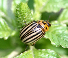 Escarabajo de la patata