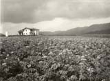 Patatal en flor. Navarra, 1955. Pilar Oscoz Ezcurra