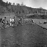 Deshaciendo caballones después de sembrada la patata. A Coruña, 1963. Julio Martin