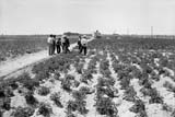 Demostración contra el mildiu de la patata.  Ávila, 1961. Pedro Sánchez