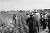 Demostración de tratamiento contra el escarabajo de la patata,  con productos en polvo. Salamanca, 1961. Quiñones